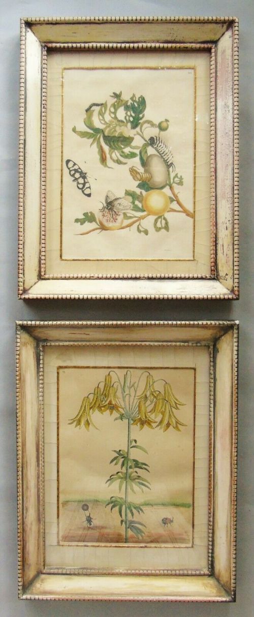 Insects of Surinam 18th Century Hand Coloured Engravings