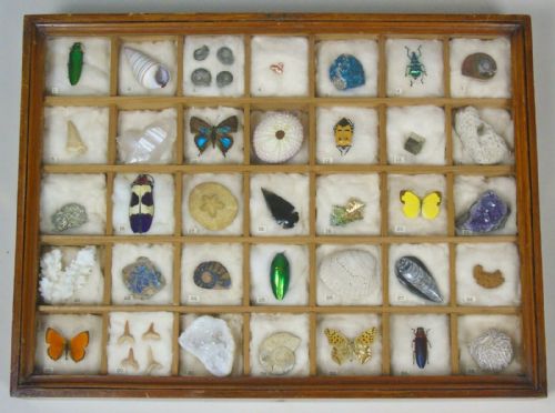 Antique Natural History Collectors Cabinet