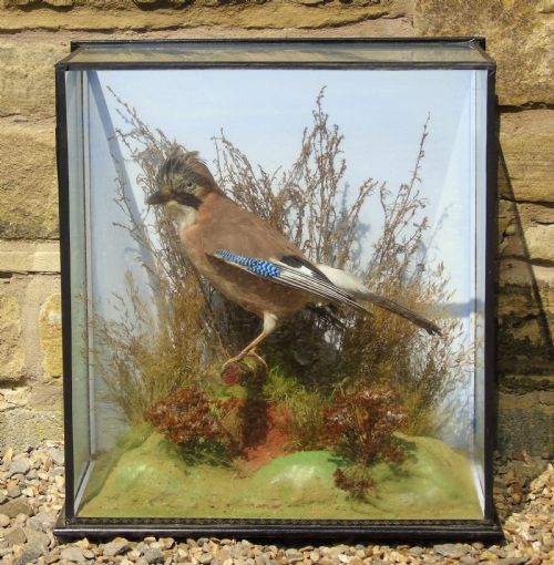 Antique Taxidermy Cased Jay Bird