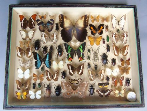 Large Antique Specimen Butterfly and Insect Case