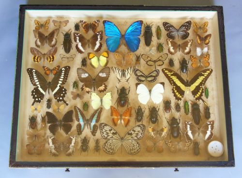 Large Antique Specimen Butterfly and Insect Case