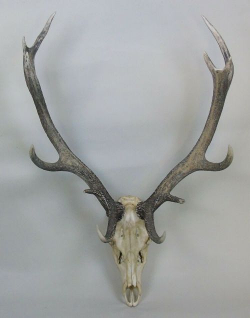 Impressive Hunting Trophy Antlers & Skull Mount