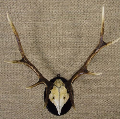 Antique Antlers on Shield