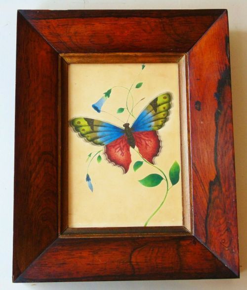 Pretty 19th Century Watercolour Butterfly in Rosewood Frame