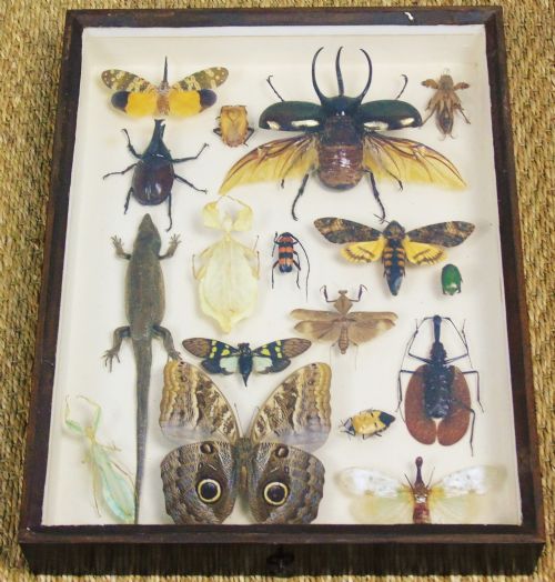 Fabulous Antique Cased Insect & Butterfly Specimen