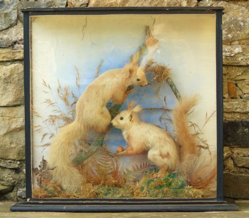 Victorian Taxidermy Pair Red Squirrels Cased Specimen