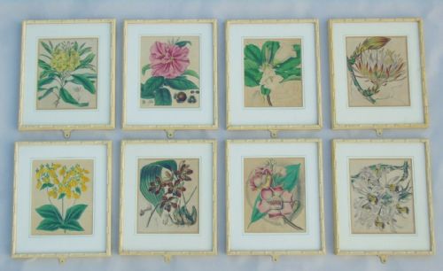 Fabulous Set of 8 Hand Coloured Botanical Engravings Framed Curtis Swan