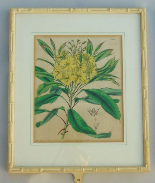 fig 1. Fabulous Set of 8 Hand Coloured Botanical Engravings Framed Curtis Swan