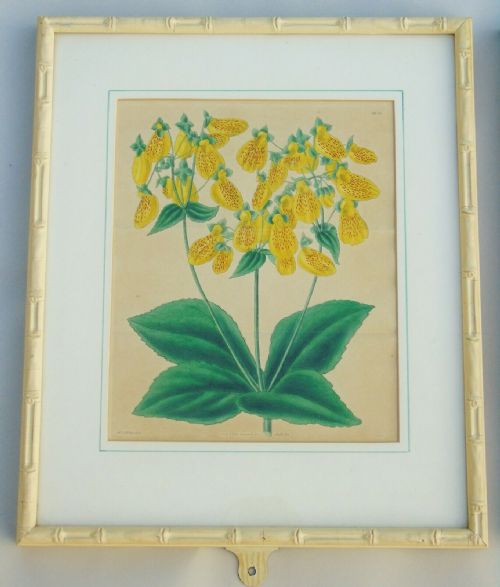 fig 2. Fabulous Set of 8 Hand Coloured Botanical Engravings Framed Curtis Swan