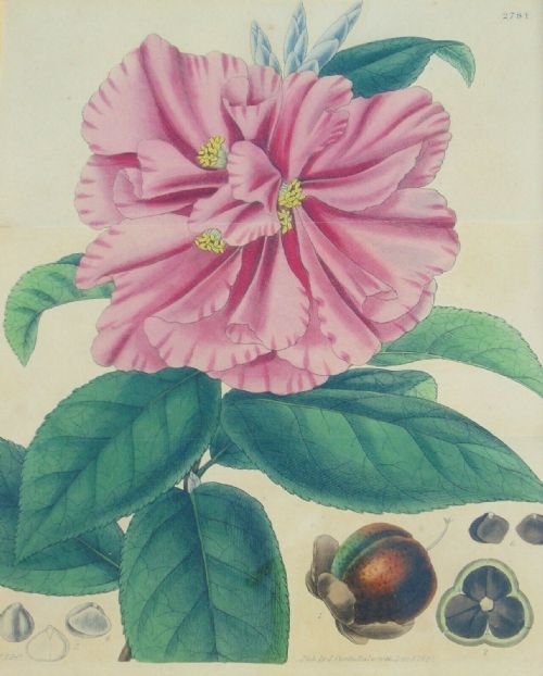 fig 3. Fabulous Set of 8 Hand Coloured Botanical Engravings Framed Curtis Swan
