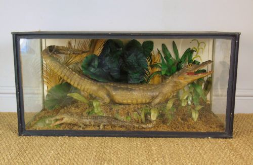 A Cased Pair of American Alligators Taxidermy