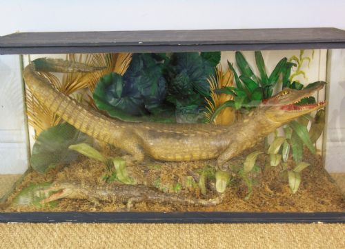 fig 1. A Cased Pair of American Alligators Taxidermy