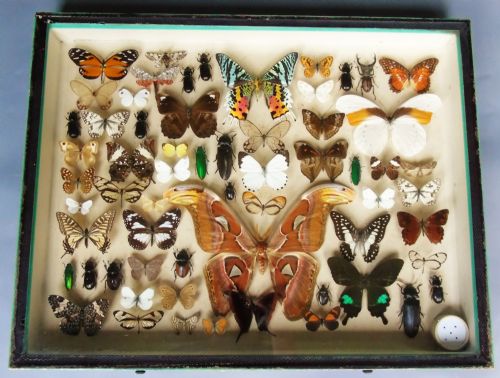 Large Antique Butterfly & Insect Specimen Case