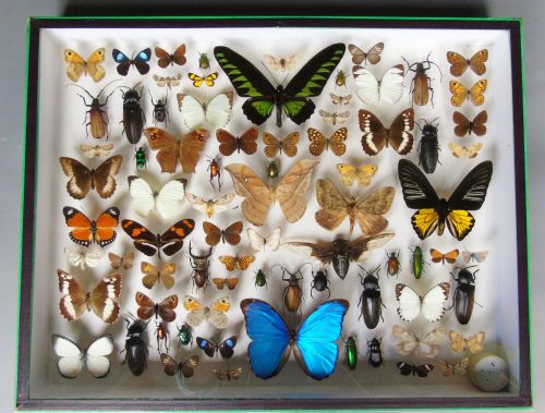 Large Antique Butterfly & Insect Specimen Case