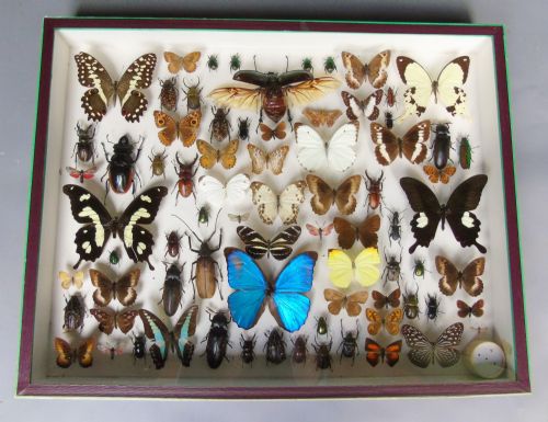 Large Antique Butterfly & Insect Specimen Case