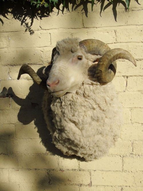 Taxidermy Merino Sheep Head & Shoulder Mount