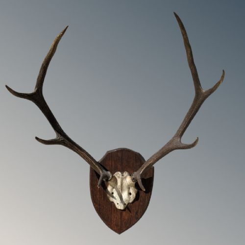 Victorian Specimen Antlers on Oak Sheild