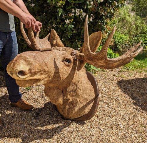 Very Large Early 20th Century Canadian Moose Taxidermy