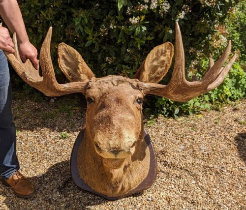 fig 1. Very Large Early 20th Century Canadian Moose Taxidermy