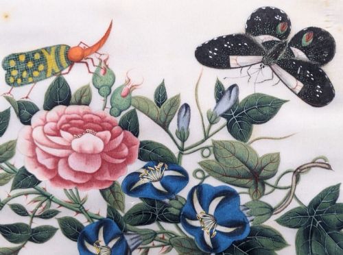 fig 1. Chinese Watercolour Pith Painting Butterflies