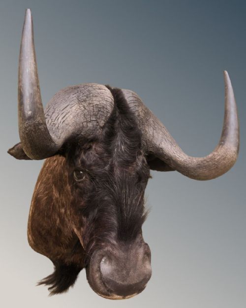 Large Antique Taxidermy Wildebeest