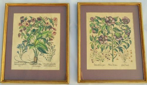 Large Pair Of Botanical Prints “alcea Syraca” And 'jasminum Indicum'