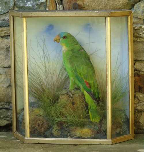 Victorian Taxidermy Amazon Parrot Cased Specimen