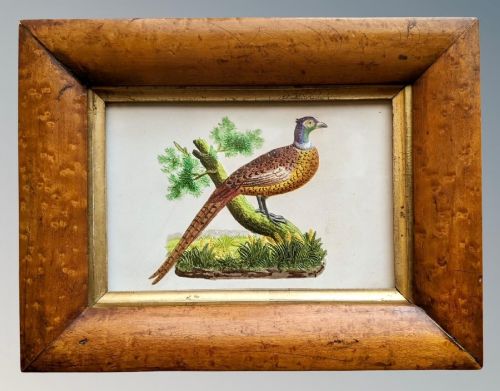 Antique Watercolour Pheasant in Burr Walnut Frame