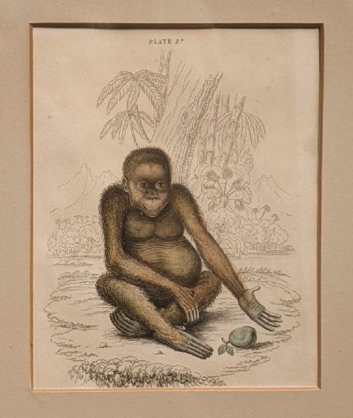fig 1. Set of Four Monkey Engravings Hand Coloured