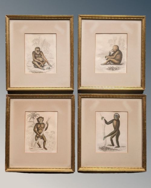 Set of Four Monkey Engravings Hand Coloured