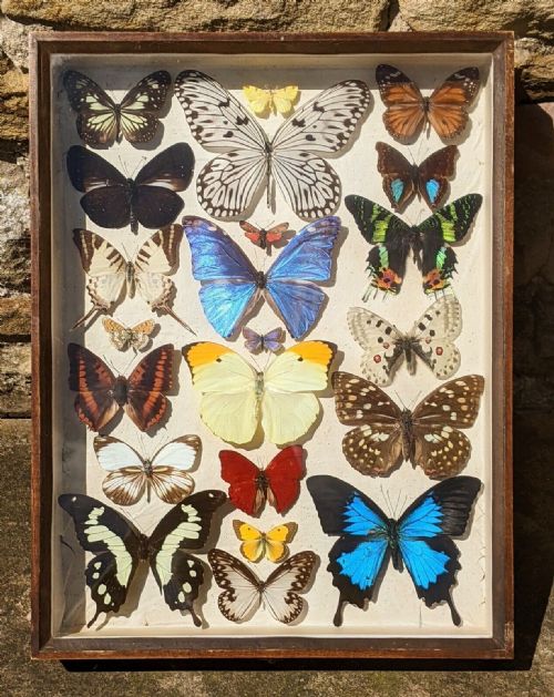 Antique Butterfly Specimens Cased