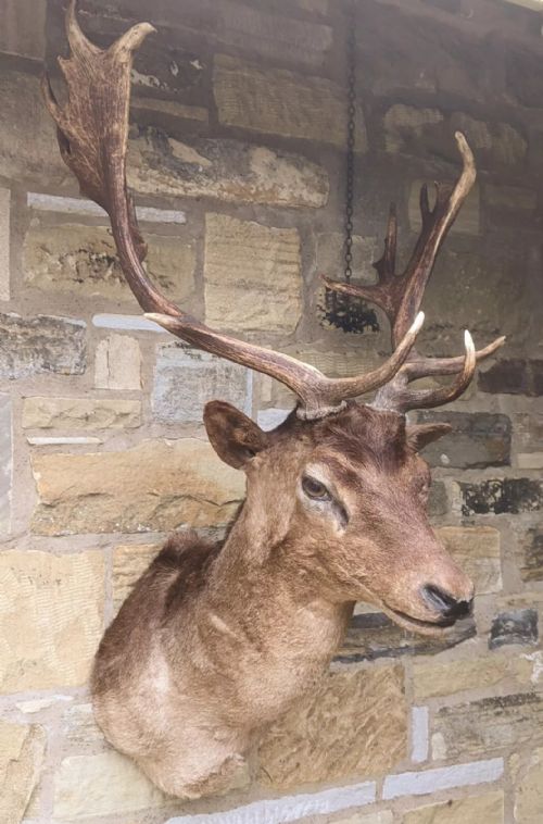 Taxidermy Stag Head Mount