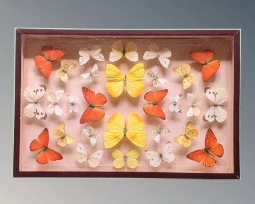 Antique Butterflies Specimen Cased
