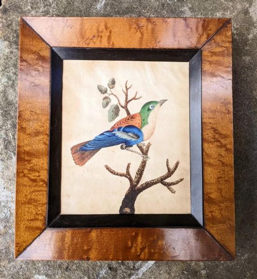 Antique Watercolour Painting of Bird Maple Frame