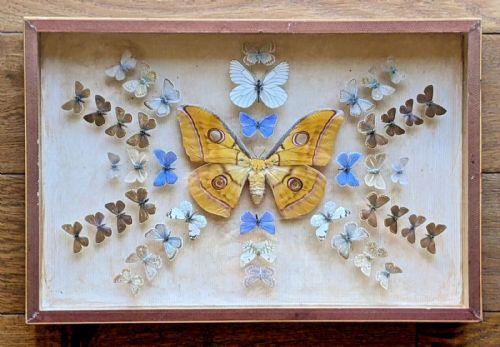Antique Butterflies Moth Specimen Cased