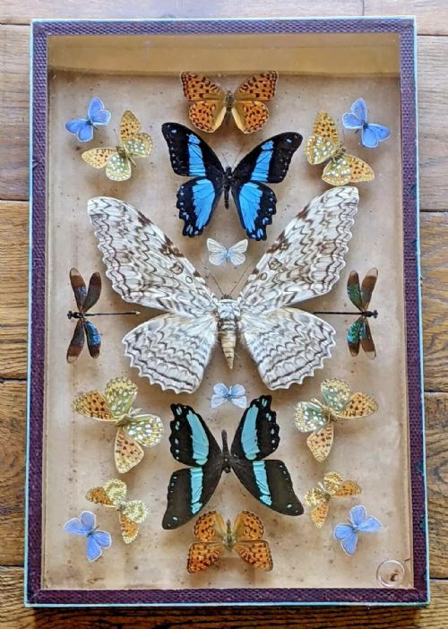Antique Butterfly / Dragon Fly Specimen Cased