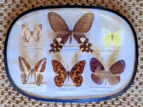 Antique Butterfly Specimens in Domed Glass Display Case