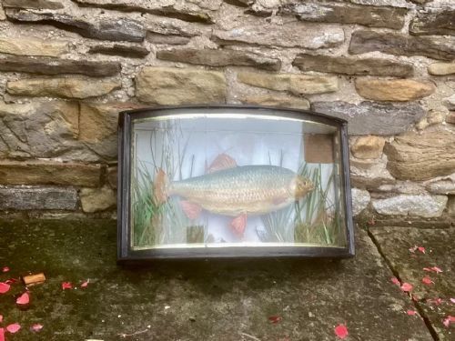 fig 1. 
Taxidermy Cased Fish Common Roach (rutilus Rutilus) Dated 1885