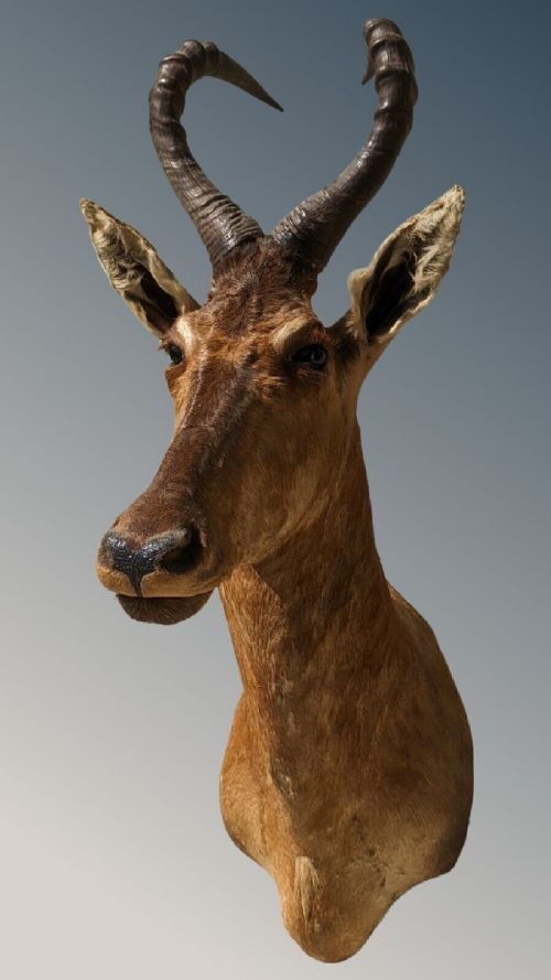 
Early 20th Century Cape Red Hartebeest Taxidermy Head Mount