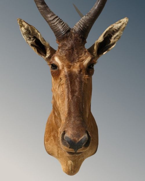 fig 1. 
Early 20th Century Cape Red Hartebeest Taxidermy Head Mount