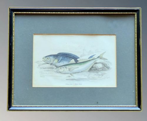 fig 1. Antique Hand Coloured Engravings Fish Set of Six, W.H. Lizars