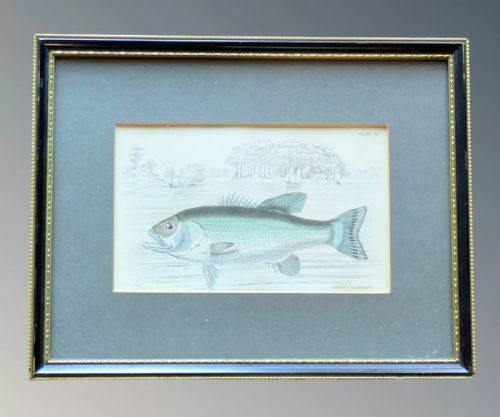 fig 2. Antique Hand Coloured Engravings Fish Set of Six, W.H. Lizars