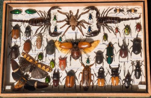 Entomology Cased Insect Specimen Collection Taxidermy