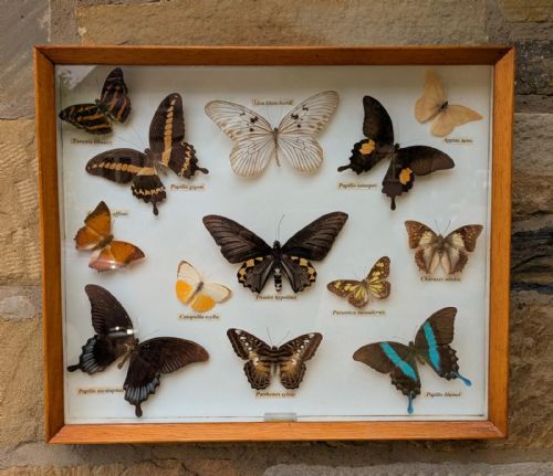 Beautiful Cased Display Tropical Butterflies