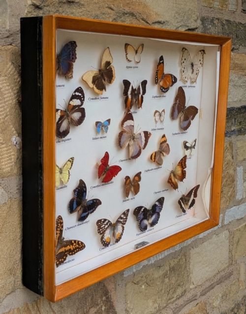 Beautiful Display Tropical Butterflies Cased