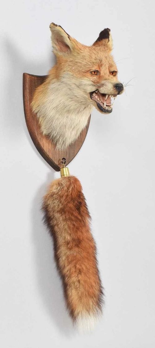 fig 1. Taxidermy Fox (Vulpes Vulpes) Mask & Brush