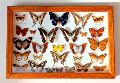 Collection Tropical Butterflies Glazed Case