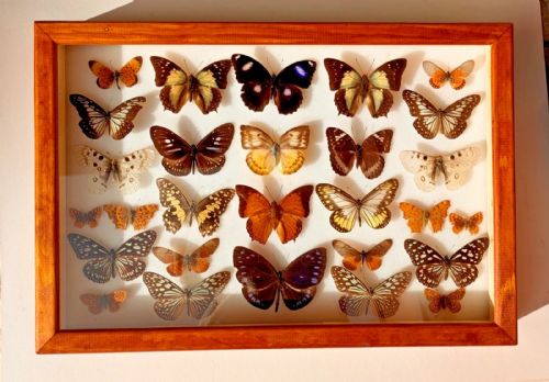 Tropical Butterflies Collection in Glazed Case