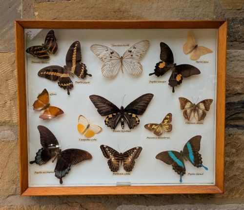 Cased Display Tropical Butterflies