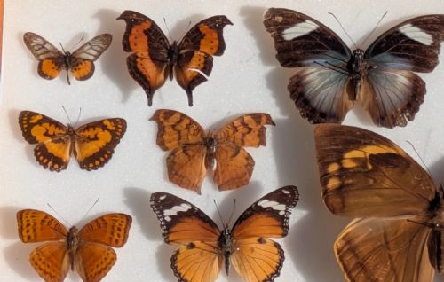fig 1. Cased Collection Tropical Butterflies No 3